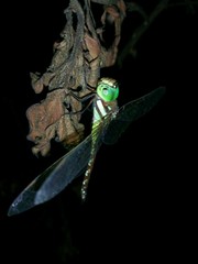 Anaciaeschna jaspidea