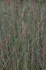 Schoenoplectus scirpoides