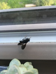Hermetia illucens