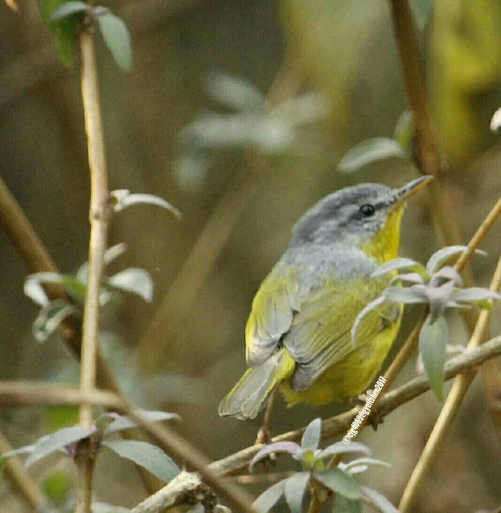 Grey-Hooded Warbler