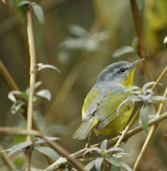 Phylloscopus xanthoschistos