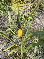 Physalis angustifolia