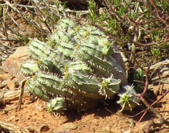 Euphorbia nesemannii