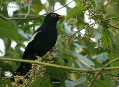 Turdus boulboul