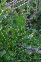 Psychotria capensis
