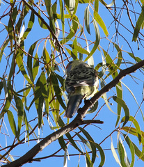 Platycercus elegans flaveolus