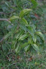 Searsia chirindensis
