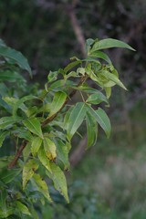 Searsia chirindensis