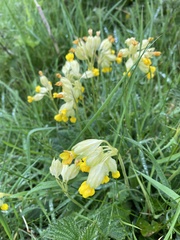 Primula veris