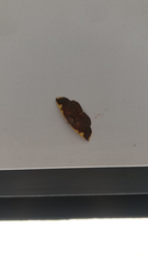 Nothomiza flavicosta