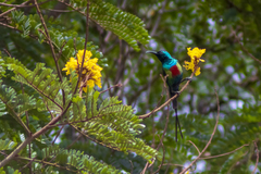 Cinnyris pulchellus