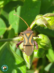 Crinocerus sanctus