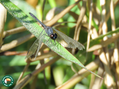 Erythrodiplax juliana