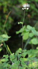 Thalictrum aquilegiifolium