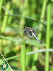 Erythrodiplax avittata
