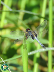 Erythrodiplax avittata