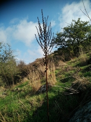 Verbascum galilaeum
