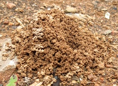 Ophthalmopone hottentota