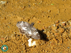 Chiomara asychis autander