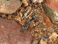 Ophthalmopone hottentota