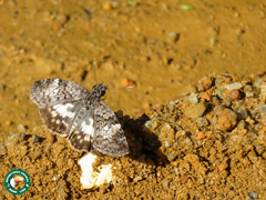 Chiomara asychis autander