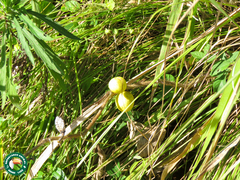 Solanum viarum