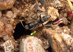 Ophthalmopone hottentota