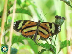 Hypothyris ninonia daeta