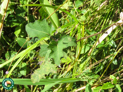 Solanum viarum