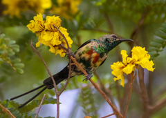 Cinnyris pulchellus