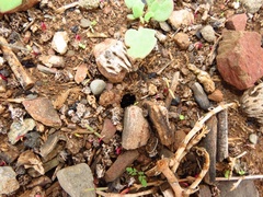 Ophthalmopone hottentota