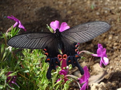 Papilio macilentus