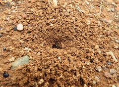 Ophthalmopone hottentota