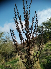 Verbascum galilaeum