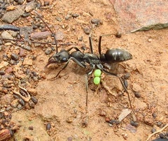 Ophthalmopone hottentota