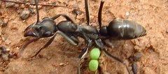 Ophthalmopone hottentota