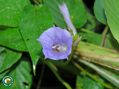 Jacquemontia blanchetii