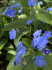 Omphalodes