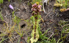 Satyrium bracteatum