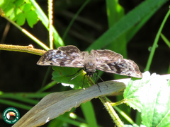 Ebrietas infanda