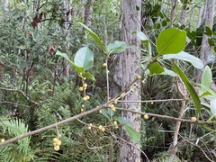 Ficus aurea image