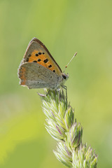Lycaena phlaeas