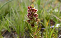 Satyrium bracteatum