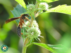 Polistes subsericeus
