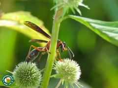 Polistes subsericeus