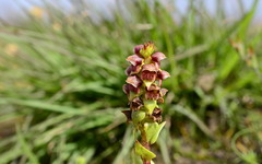 Satyrium bracteatum