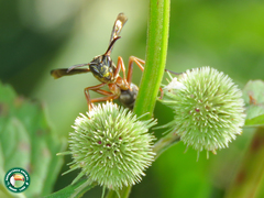 Polistes subsericeus