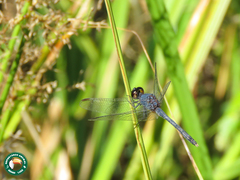 Erythrodiplax juliana