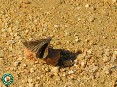 Psoralis stacara