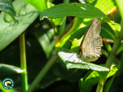 Capronnieria galesus